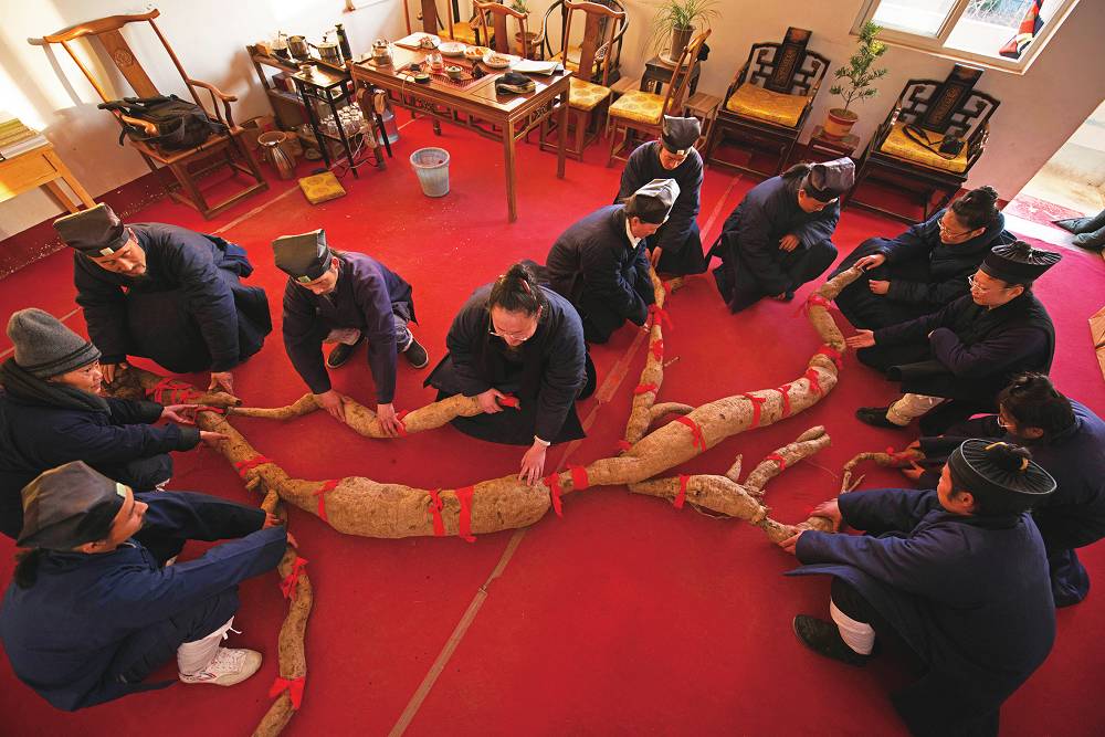 河南现罕见巨型野生“亚洲人参” 重约300斤