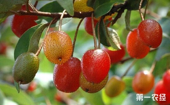 胡颓子怎么种?胡颓子的种植栽培管理技术