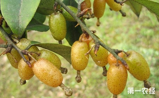 胡颓子怎么种?胡颓子的种植栽培管理技术