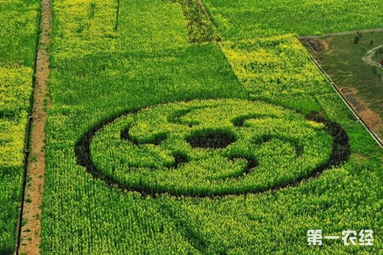 四川广汉:油菜花点燃休闲农业新爆点