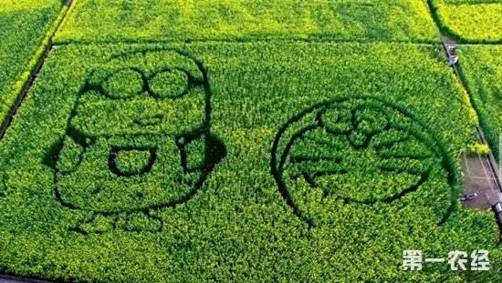 四川广汉:油菜花点燃休闲农业新爆点