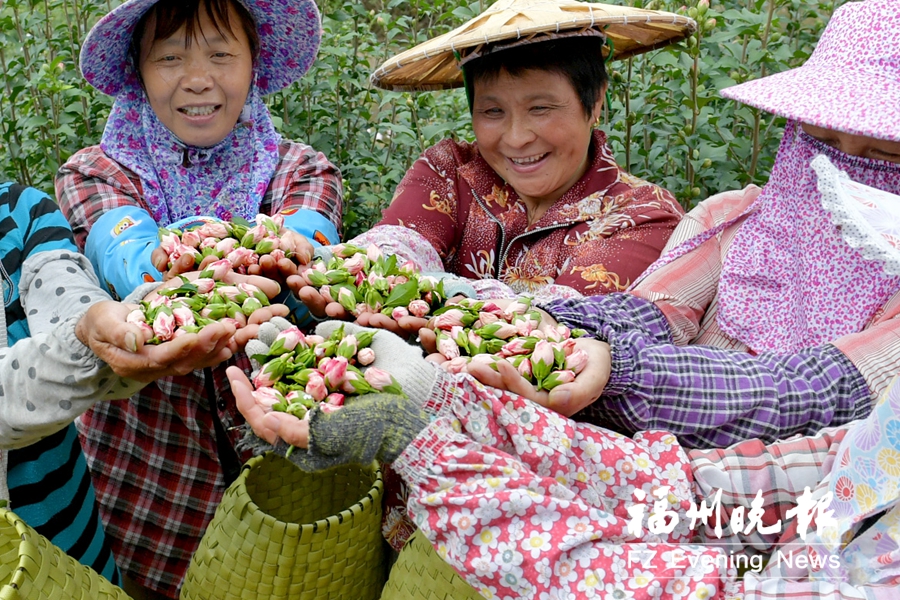 闽侯夫妻开荒种木槿花 探索10年欲建更大生产基地 闽侯夫妻开荒种木槿花 探索10年欲建更大生产基地