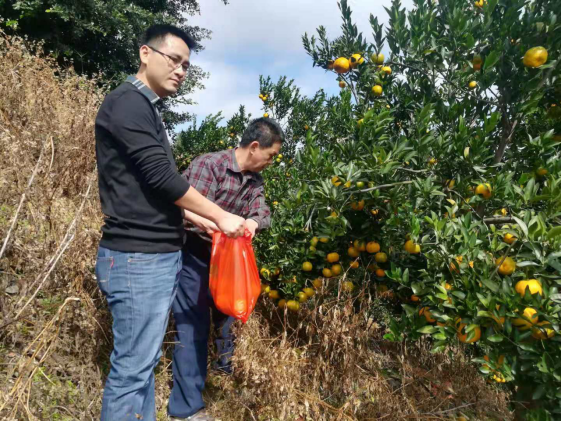 简讯 南安市农业局开展2018年泉州市农产口(芦柑)质量安全专项监督抽检工作542.png