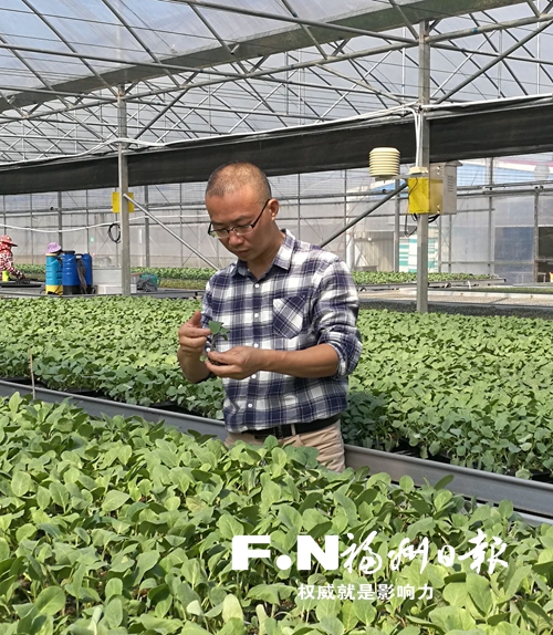 高级农艺师张师荣:科技入村 服务“三农”助振兴 高级农艺师张师荣:科技入村 服务“三农”助振兴