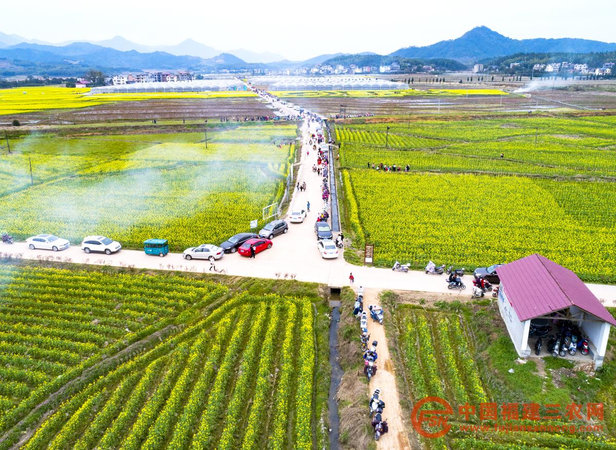 3、3月16日,浦城县彩绘油菜观光园游人如织(叶蕻 摄).jpg