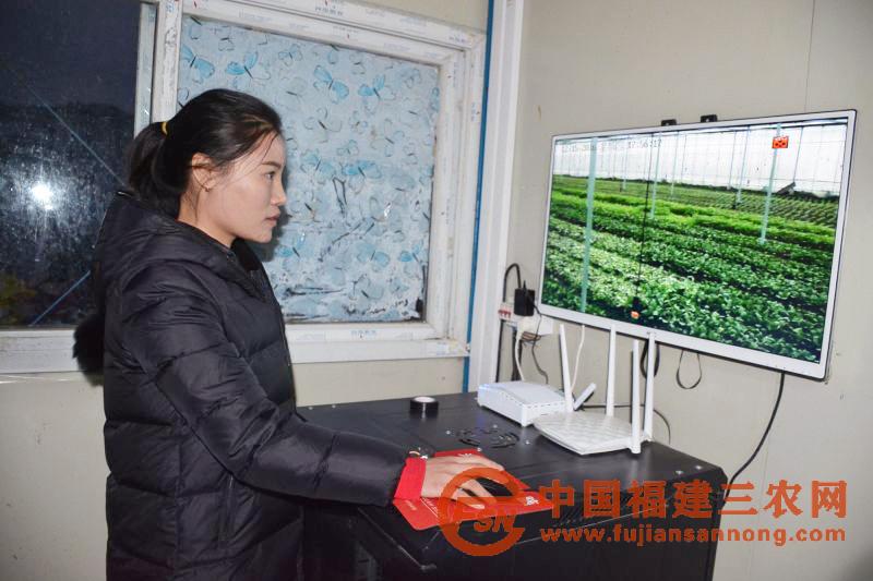 4、鸾凤乡油溪村武夷绿园蔬菜合作社员工在操作大棚蔬菜物联网(李福根 摄) 2017-12-15.jpg