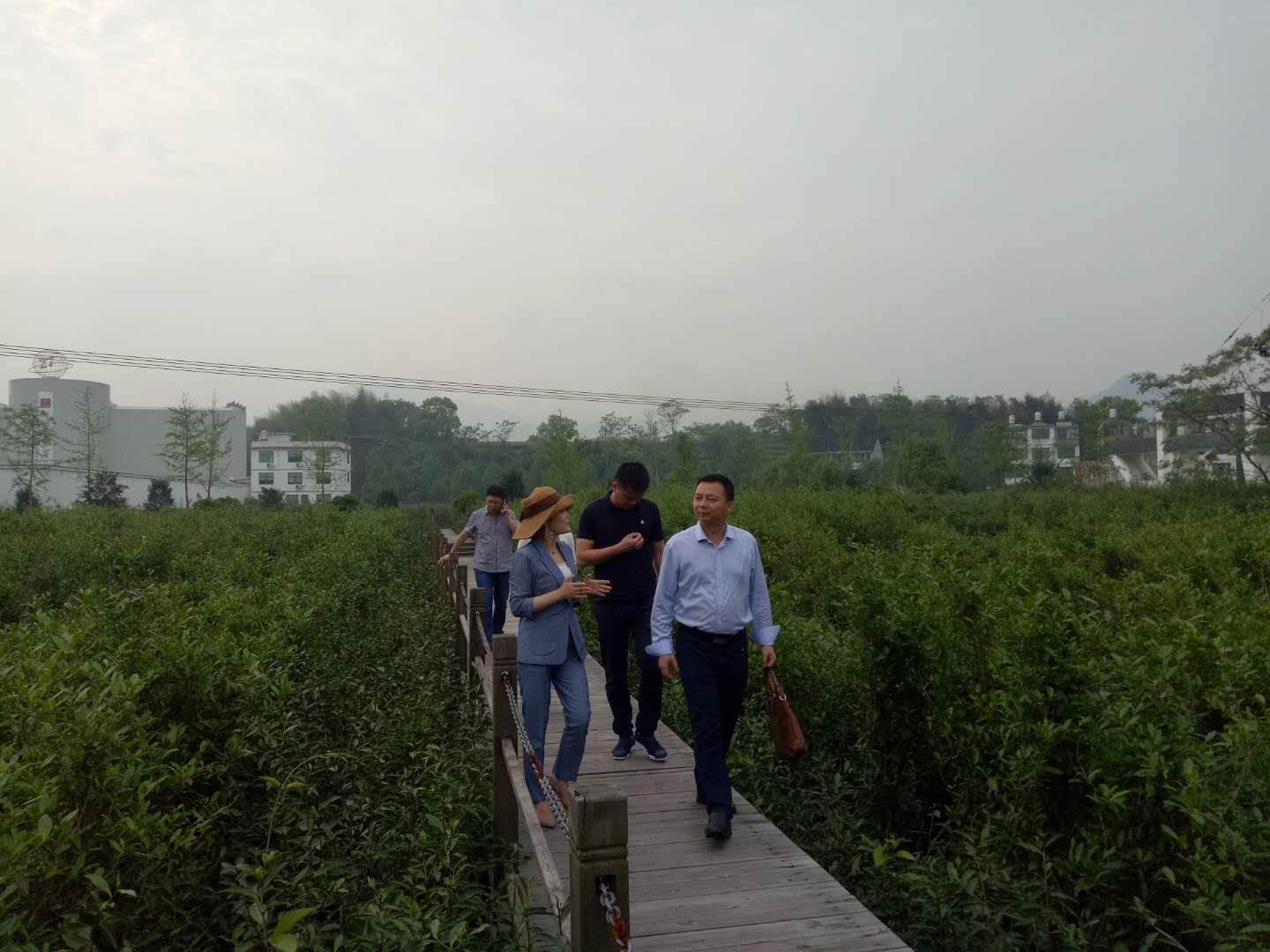 六妙白茶公司带动福建福鼎农民脱贫致富0 六妙白茶公司带动福建福鼎农民脱贫致富0