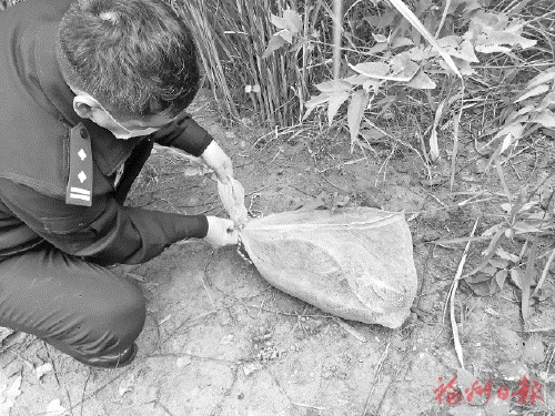 大山深处的绿色守护者 大山深处的绿色守护者