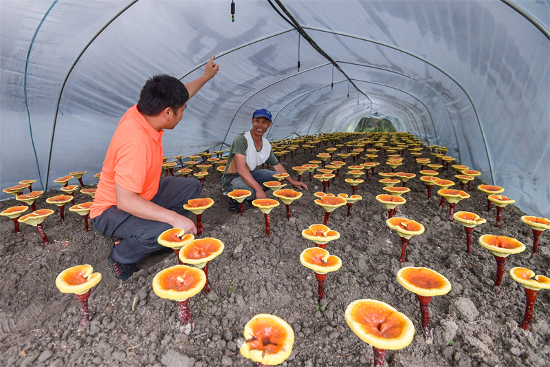 仙芝楼灵芝种植技术员现场介绍棚内的自动喷淋装置。(本报 吴鹏 摄).jpg
