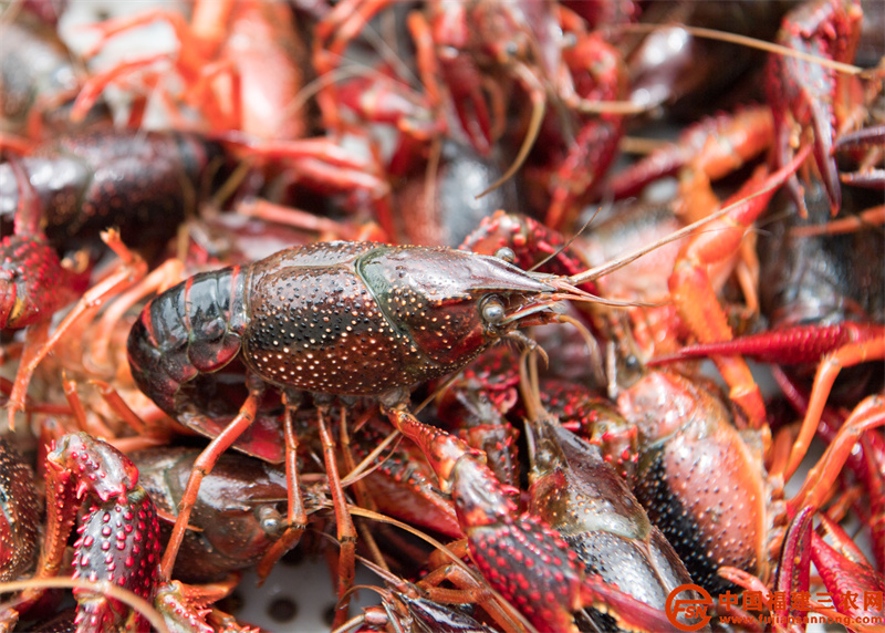 罗源满盾村:莲虾喜获丰收 村民共同致富。 ( 刘其燚 摄) (2).jpg