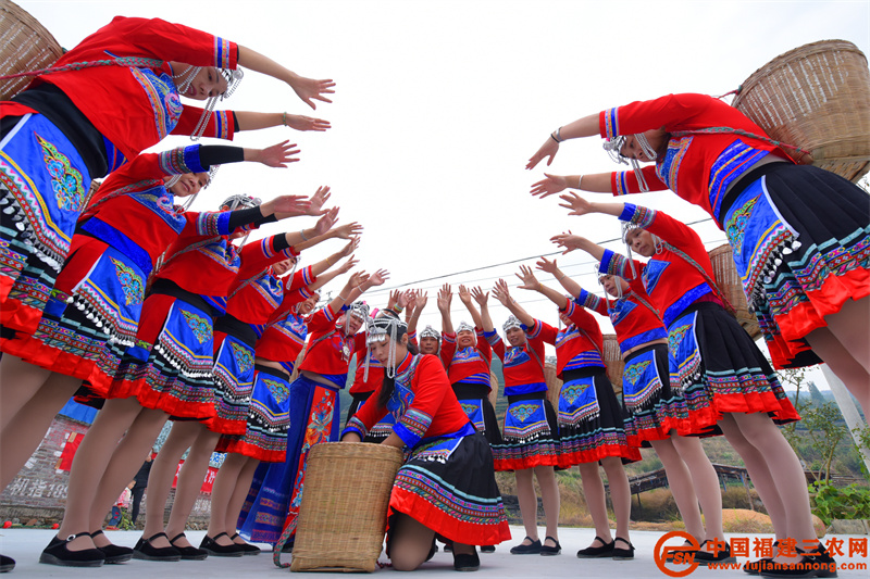 11月16日,在福建省南平市政和县铁山镇元山畲族村,畲族姑娘穿着民族服装在生态茶园前跳采茶舞。 (4).jpg