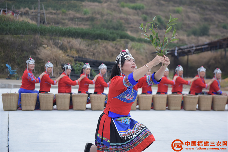 11月16日,在福建省南平市政和县铁山镇元山畲族村,畲族姑娘穿着民族服装在生态茶园前跳采茶舞。 (6).jpg