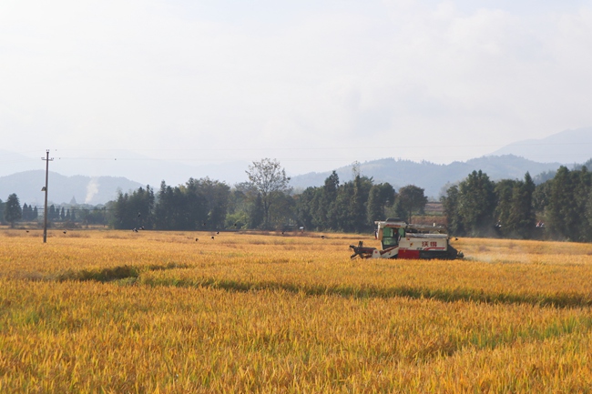 LOCAL202111191725000447669036018.jpg LOCAL202111191725000447669036018.jpg