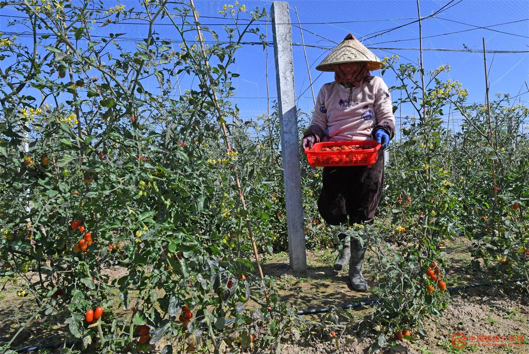 3月9日,在福建省泉州市泉港区涂岭镇溪西村绿优农场,农户在采摘小番茄。8.jpg