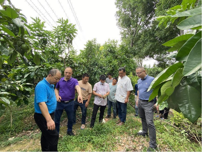 稿4 福建平和:“绿肥+” 柚园“种草”更生态625.png