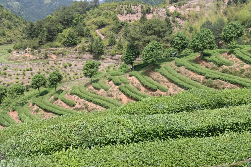 永泰:“专科医生”田地里“把脉问诊” 永泰:“专科医生”田地里“把脉问诊”