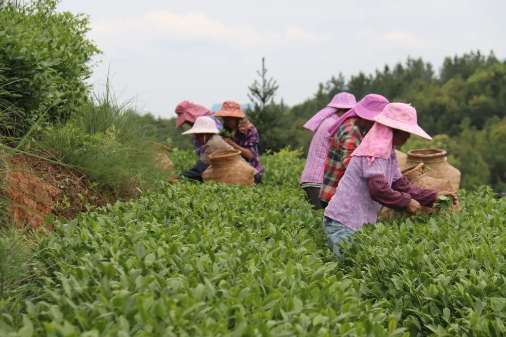 永泰:“专科医生”田地里“把脉问诊” 永泰:“专科医生”田地里“把脉问诊”