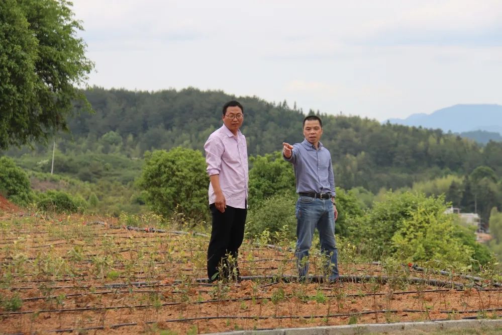 永泰:“专科医生”田地里“把脉问诊” 永泰:“专科医生”田地里“把脉问诊”