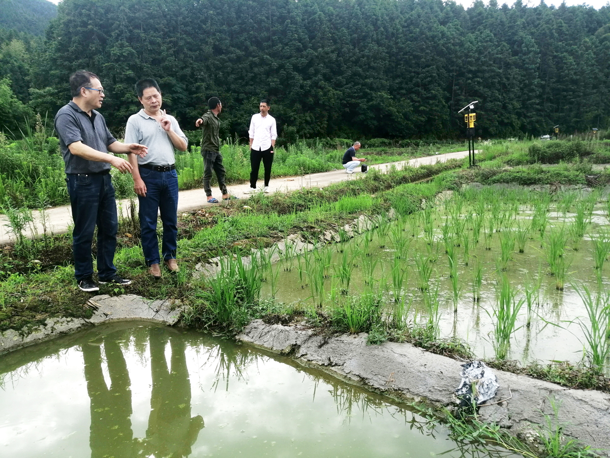 3、6月14日,福建省农业科学院专家到顺昌县土丰村指导稻田养鱼防洪减灾.jpg