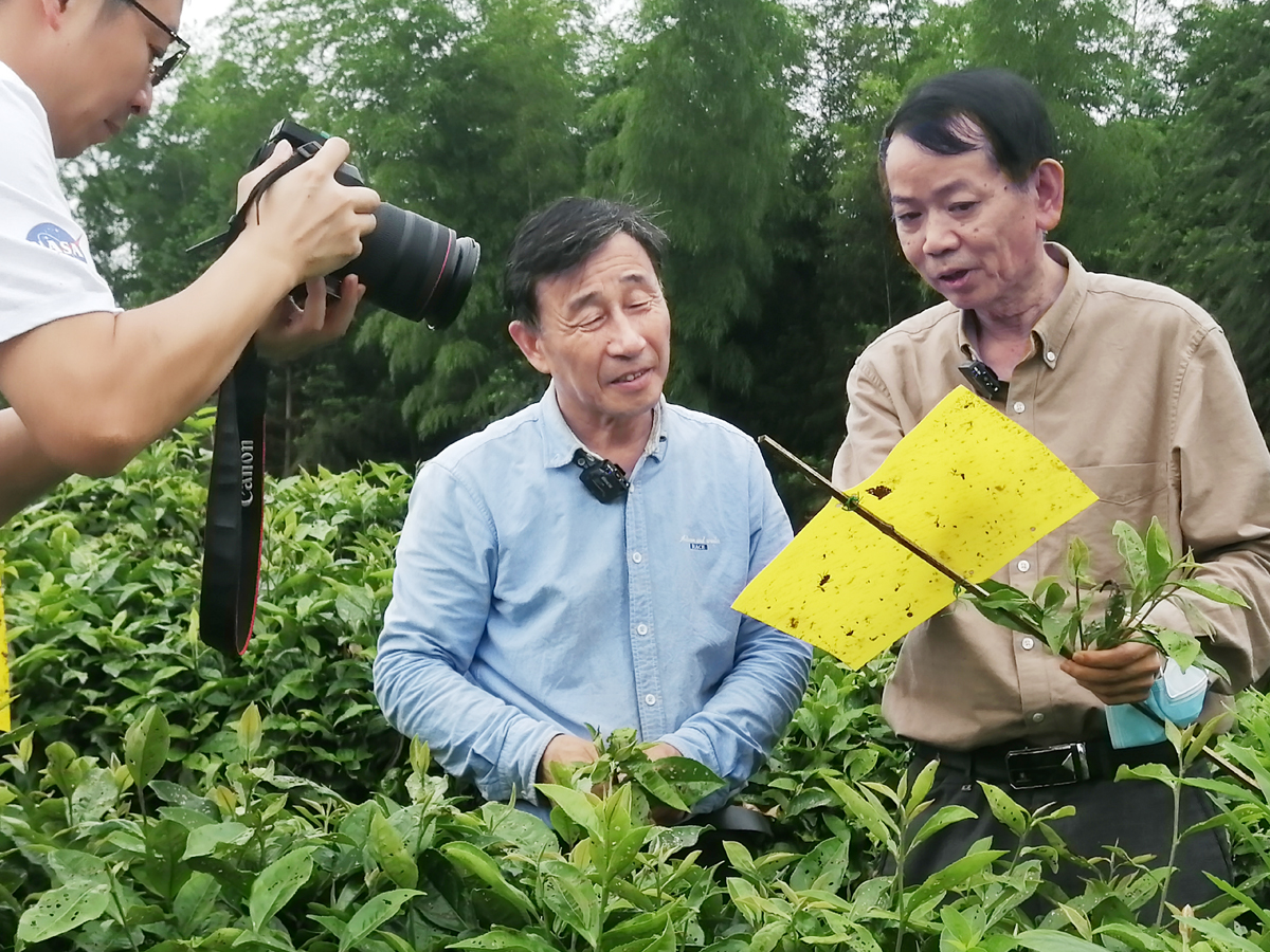 5、6月16日,福建省农业科学院专家在光泽县吴屯村指导茶园病虫害绿色防控,拍摄减灾技术视频.jpg