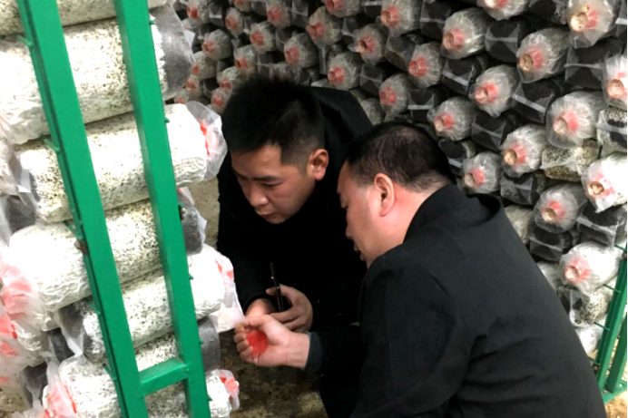 科技服务三农  典型案例㉔：科技引擎带出“菌”业先锋1163.png