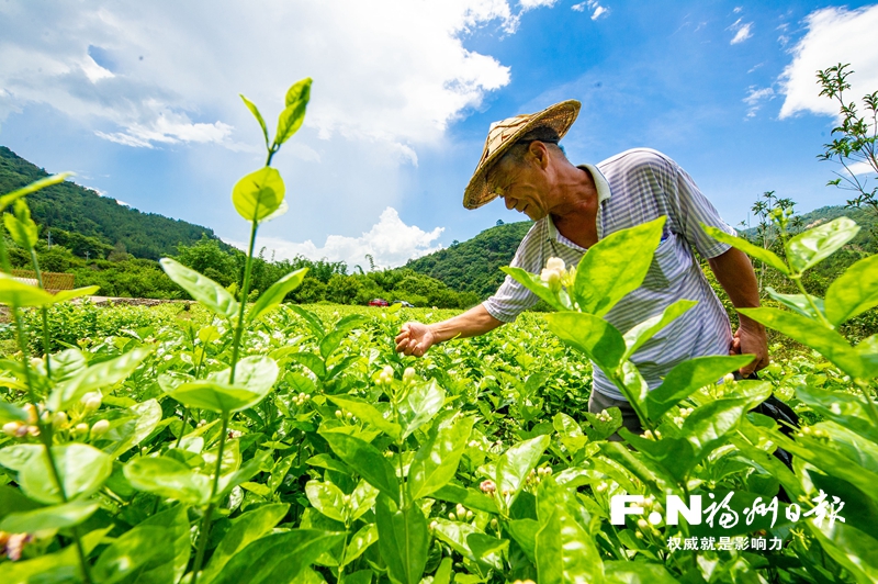 福州持续擦亮农业文化遗产“金名片”