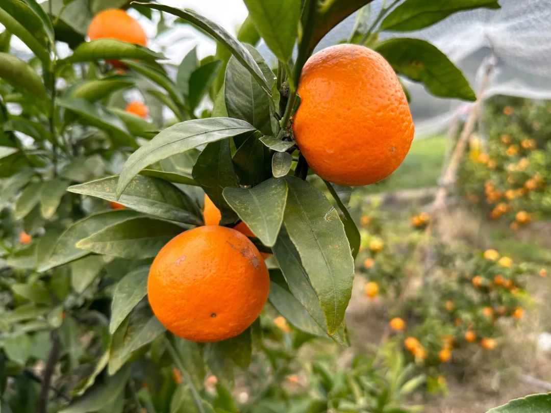 黄了枝头、甜上心头!长乐这里的沃柑熟啦→ 黄了枝头、甜上心头!长乐这里的沃柑熟啦→