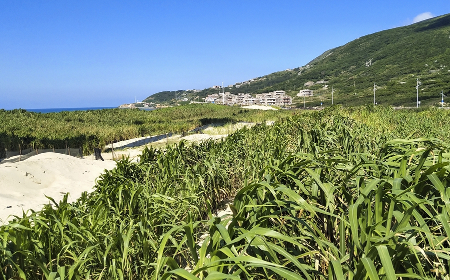 平潭菌草防风固沙研究与示范基地。福建农林大学供图