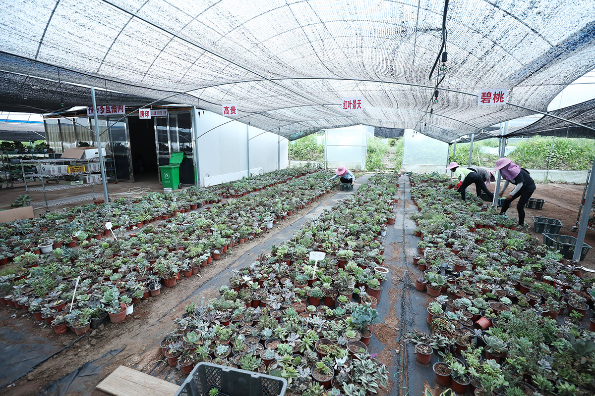 安乐镇多肉种植基地里，工人们正忙碌地分拣、打包多肉盆栽。（来源：宁化县融媒体中心）