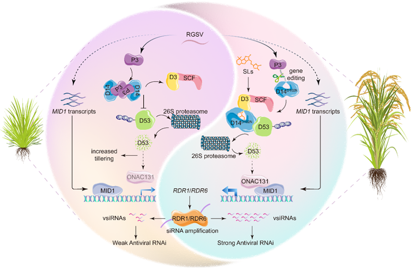 抗病还不减产！福建农林大学团队破解水稻抗病毒密码
